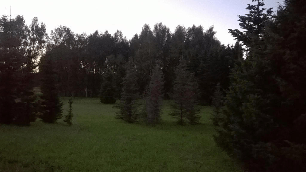 Lightly forested area, with short grass and the sky is bright from the setting sun