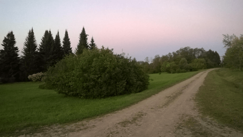 Dirt road through the field, with patches of trees and bushes around, the sky blue and pink from the setting sun