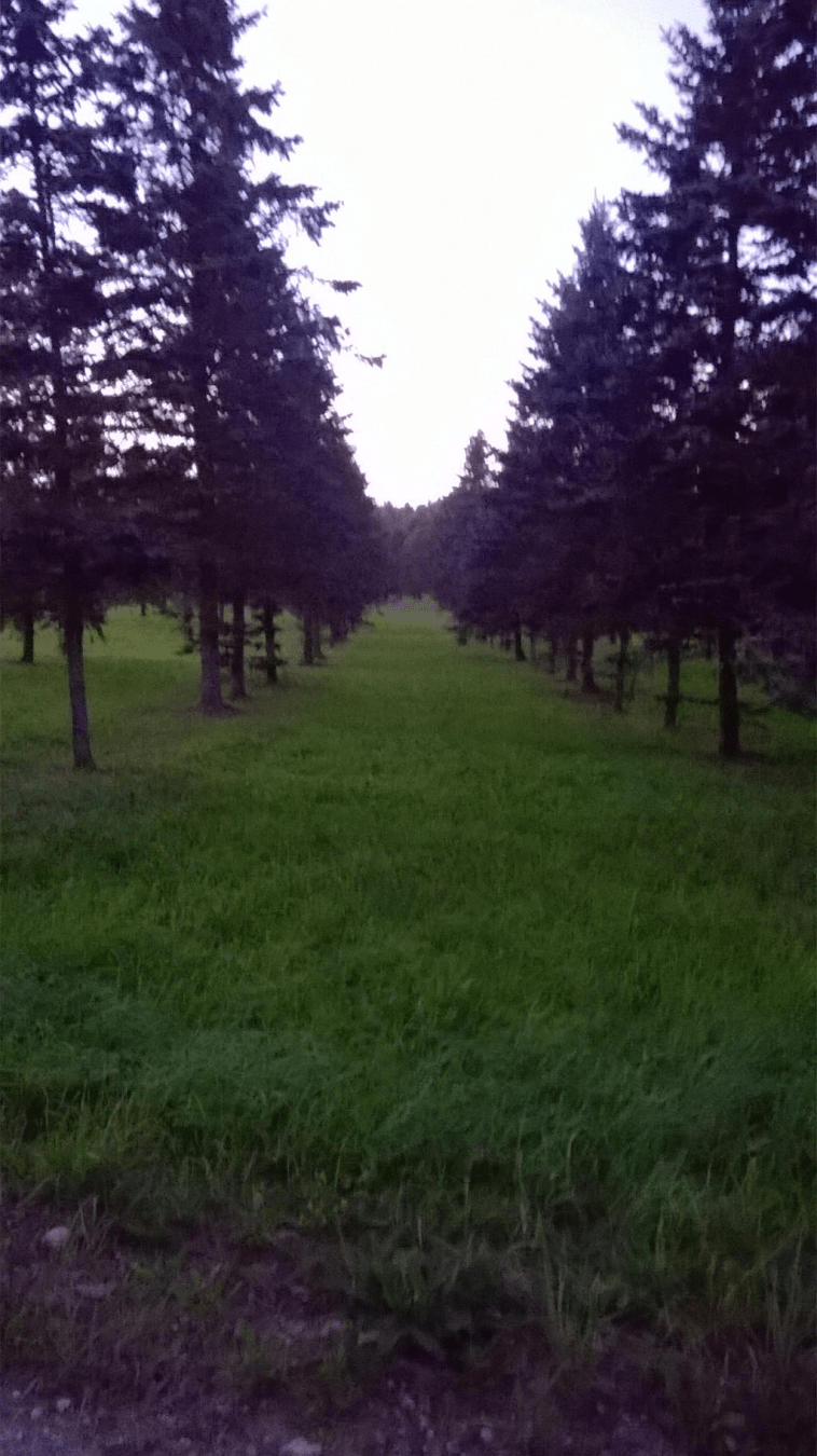 Trees on two sides, with a grass strip in the middle, where once a road was, now overgrown, the sky bright from the setting sun