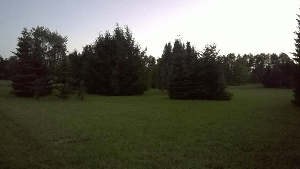 Patches of trees in a lush field, the sky bright from the setting sun