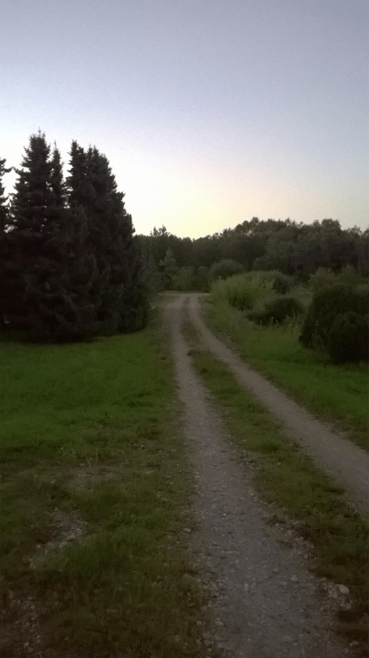 A dirt road through the grassy area, with three and bushes on three sides in varying degrees of thickness
