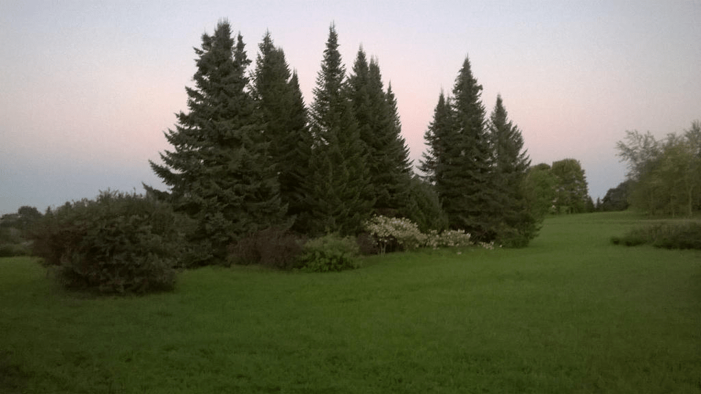 Patches of trees and bushes in a field, this batch standing closely and nearly in a line