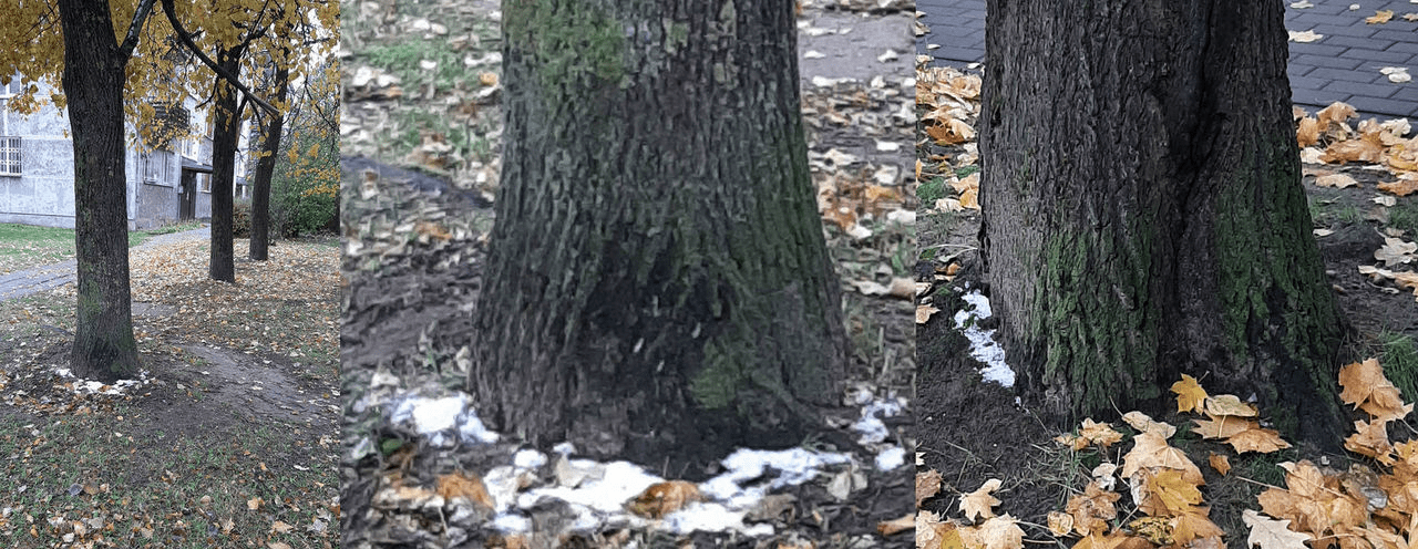 Photo collage, of a tree and bottoms of a tree, with some snow at the base.