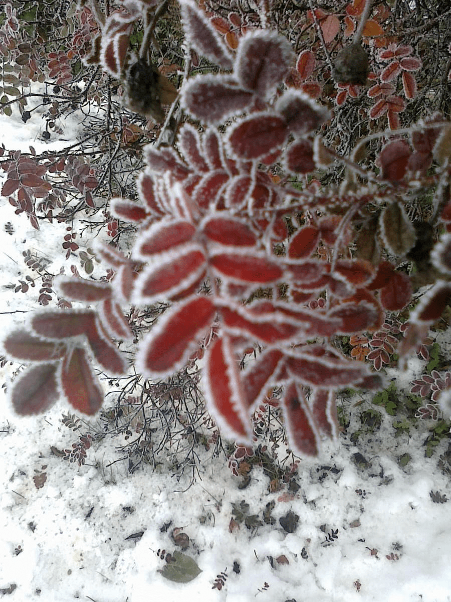 Photo of a bush with red thin leaves, frosted edges, the ground covered in snow