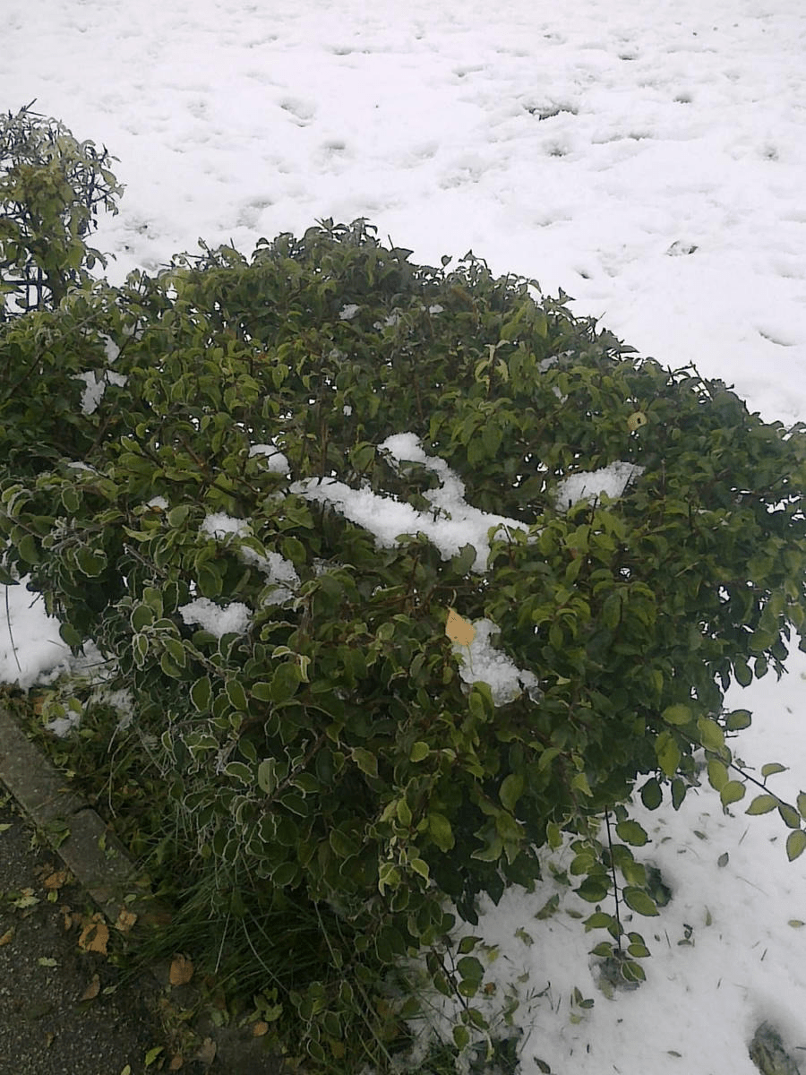 Photo of a square bush, still green with leaves, covered in bit of snow, while the grass is fully hidden by the snow