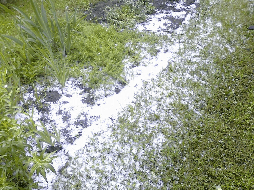 Grassy ground and a flower bed covered with hail, seemingly concentrated on the edge of the flower bed