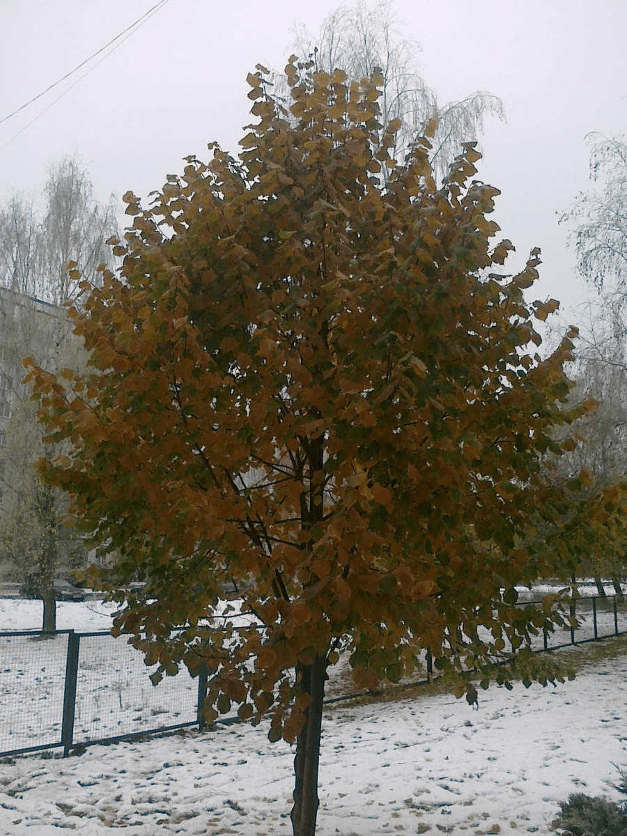 Photo of a yellowing tree, surrounded by snow covered ground