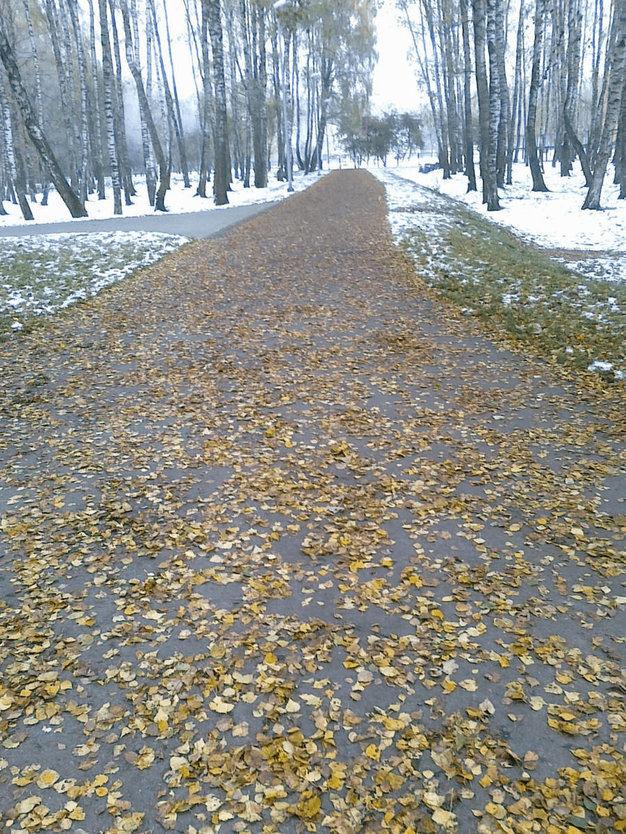 Photo from a birch grove, focusing on the path, covered with yellow leaves, the grass on the sides covered in snow