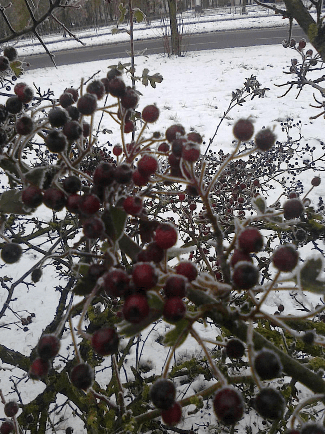 A bush of berries, round and red, edges all frosted over, as the ground is covered in snow
