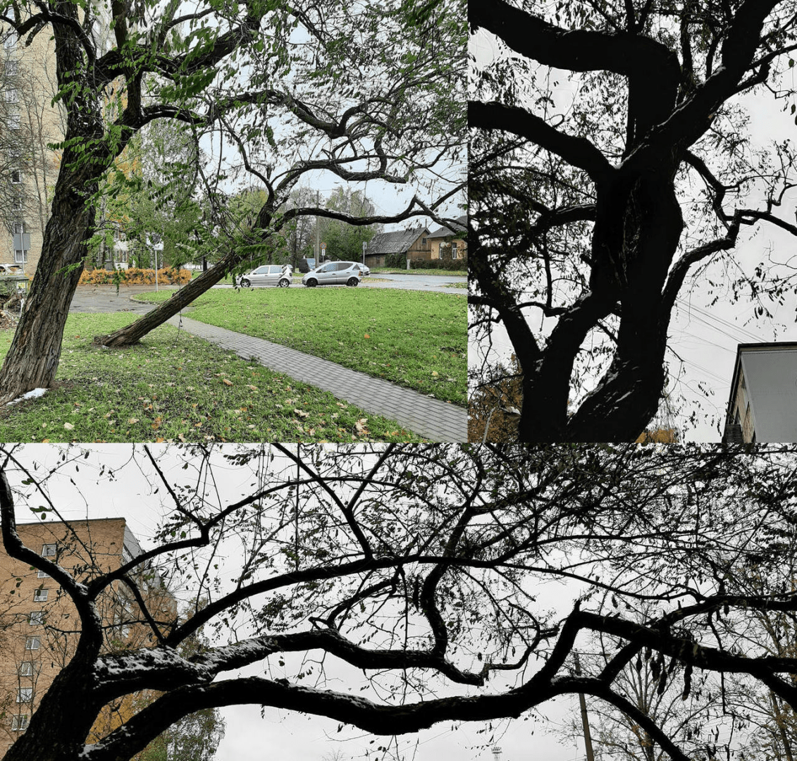 Collage of photos of a tree, with a bit of snow on the branches and ground