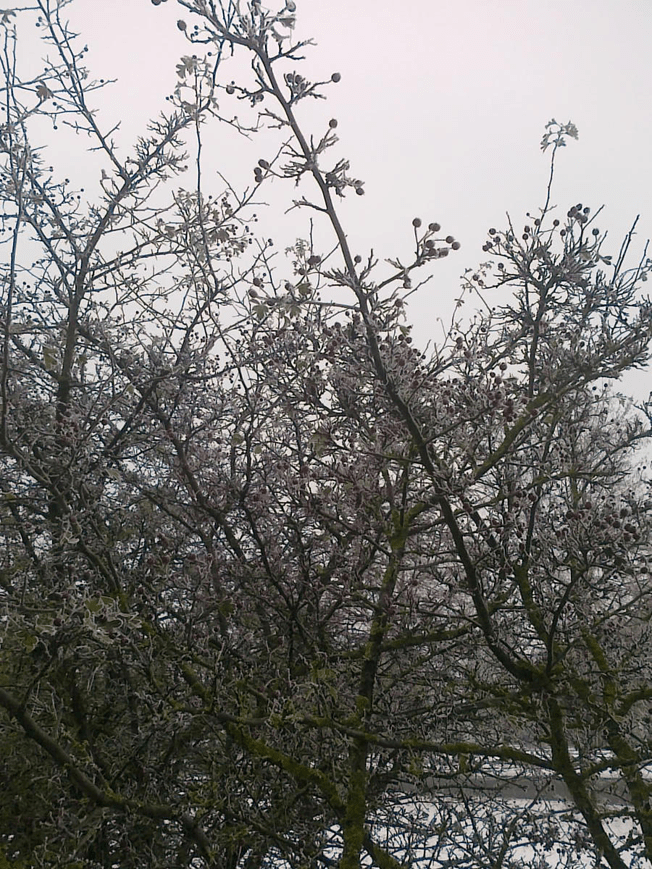 Photo of a bush, with dwindling leaves, edges of remaining leaves frosted over, as winter approaches