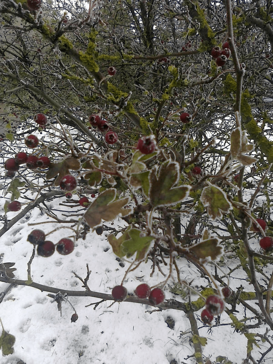 Photo of a bush, with red berries and bit of leaves left, edges frosted over, the ground covered in snow