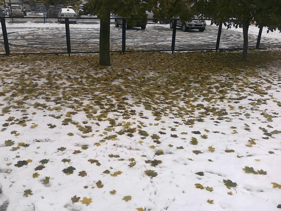 Photo focusing on the ground, covered with snow and autumn leaves, with a tree near a metal fence