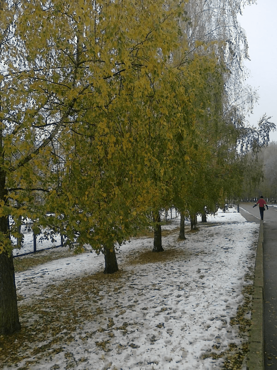 Photo of a line of line of trees, with yellowing leaves, the ground covered in snow with the leaves on top