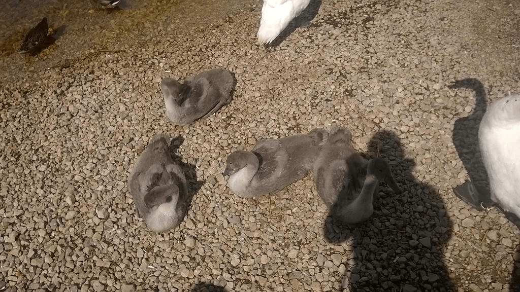Young swans sitting on the rocky shore