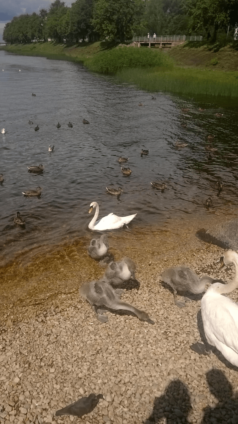 A Swan Family on the stoney shore of the old Daugava dock, with ducks and pigeons around them