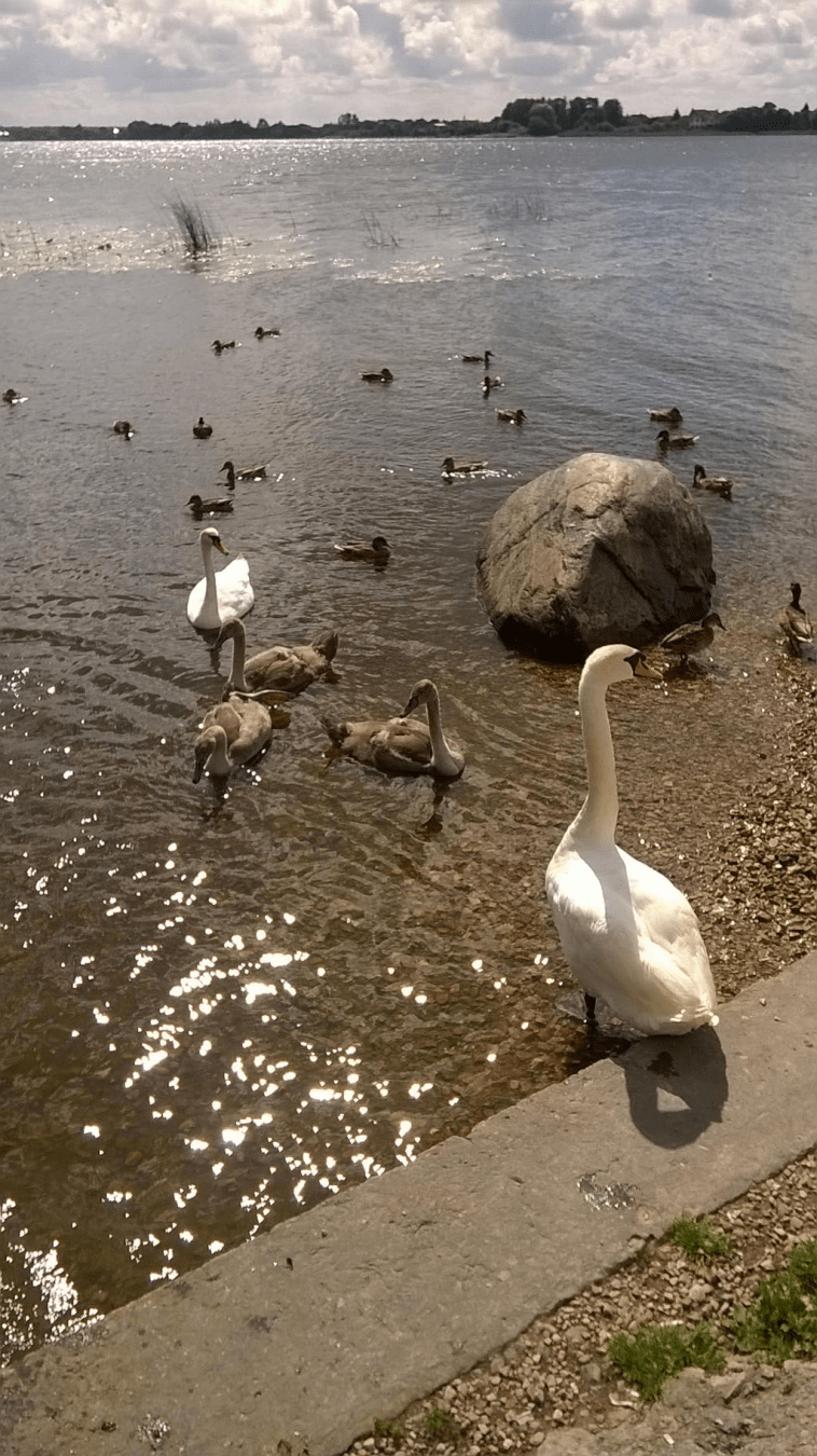 Water fowls, including a swan family, in the water
