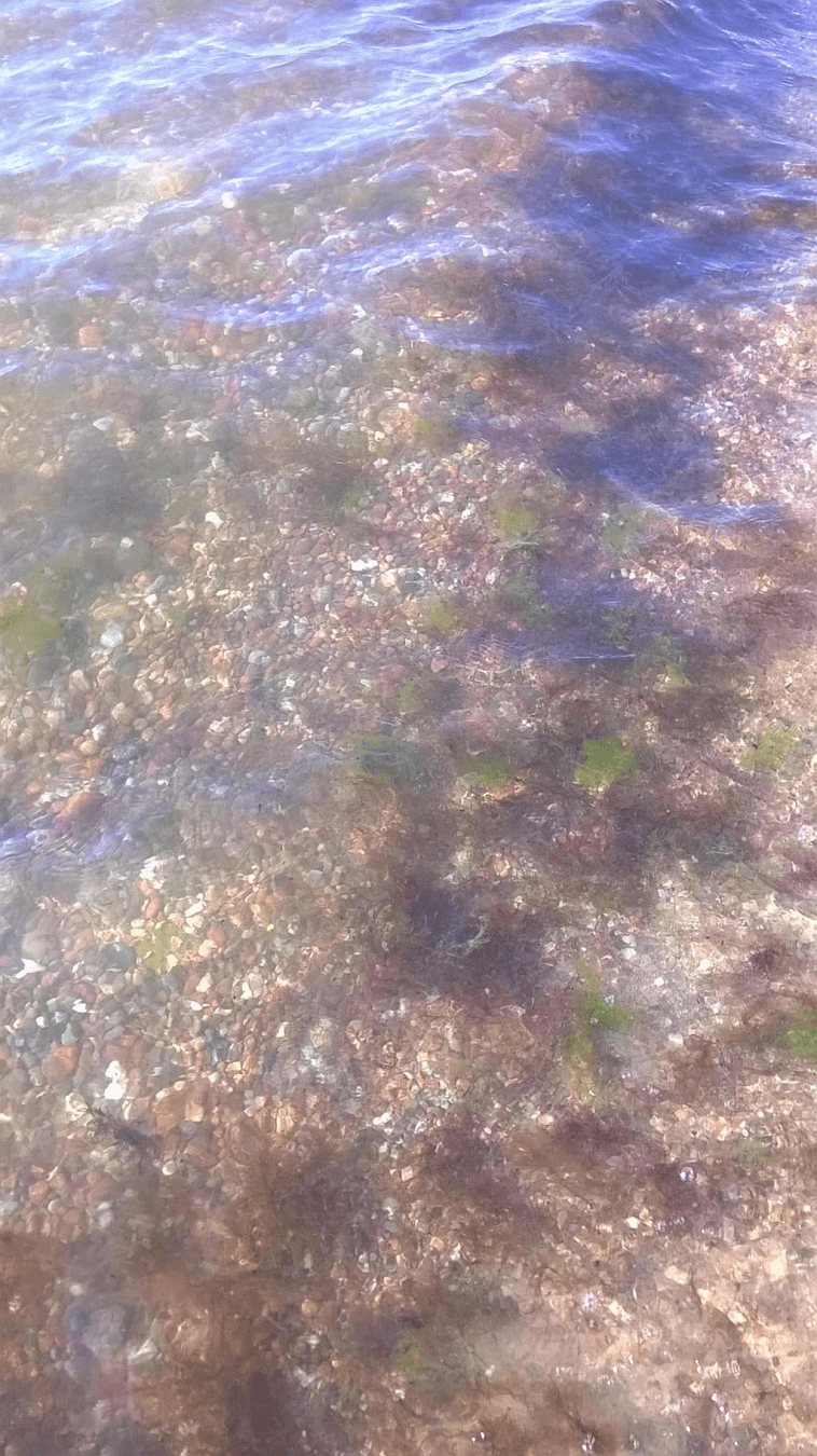 Pebbled bottom of the shallows of a sea, with seaweed in a line across the bottom