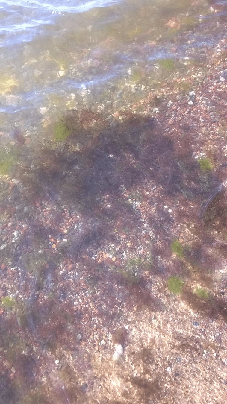 Pebbled ground in the shallows of the sea, with seaweed in the middle of the photo