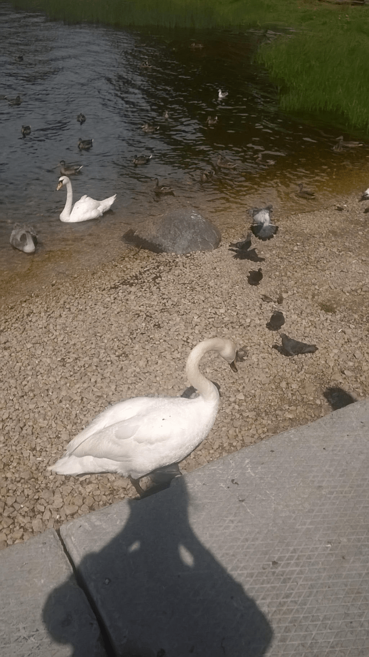 Bunch of swans and birdies at an old dock on the Daugava