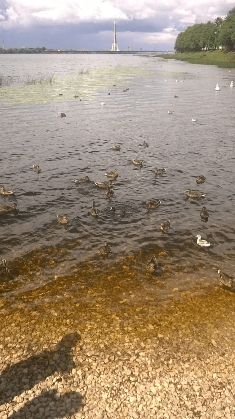 Photo of the river Daugava where once a dock was, with a lot of water fowls around it