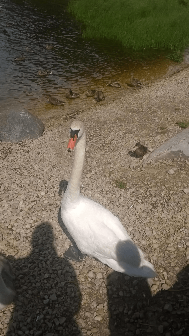 Swan on the old dock on the river Daugava