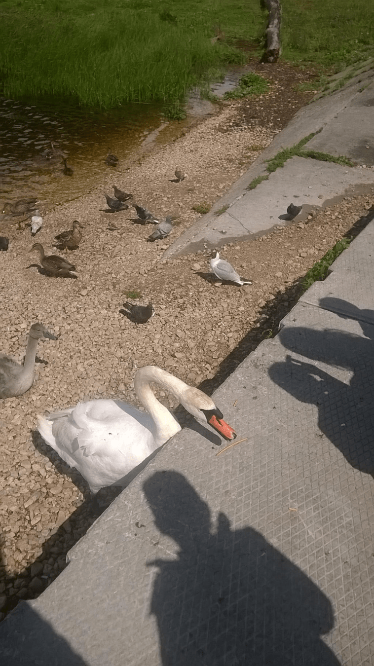 A swan is posing like a snake to strike