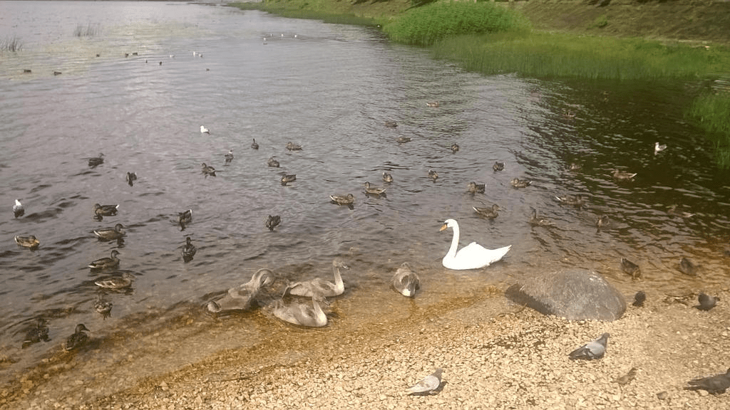 Birds by the old dock on the river Daugava - adult and baby swans, ducks, seagulls and pigeons