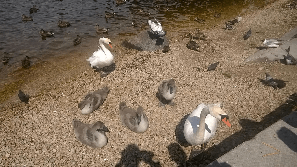Swan family with ducks, seagulls and pigeons around them