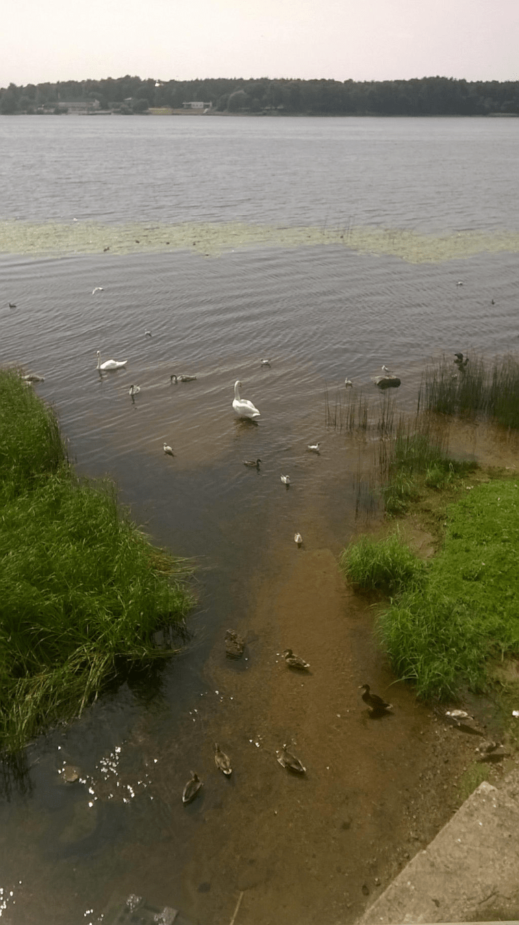 Swans in the river Daugava by a pedestrian bridge