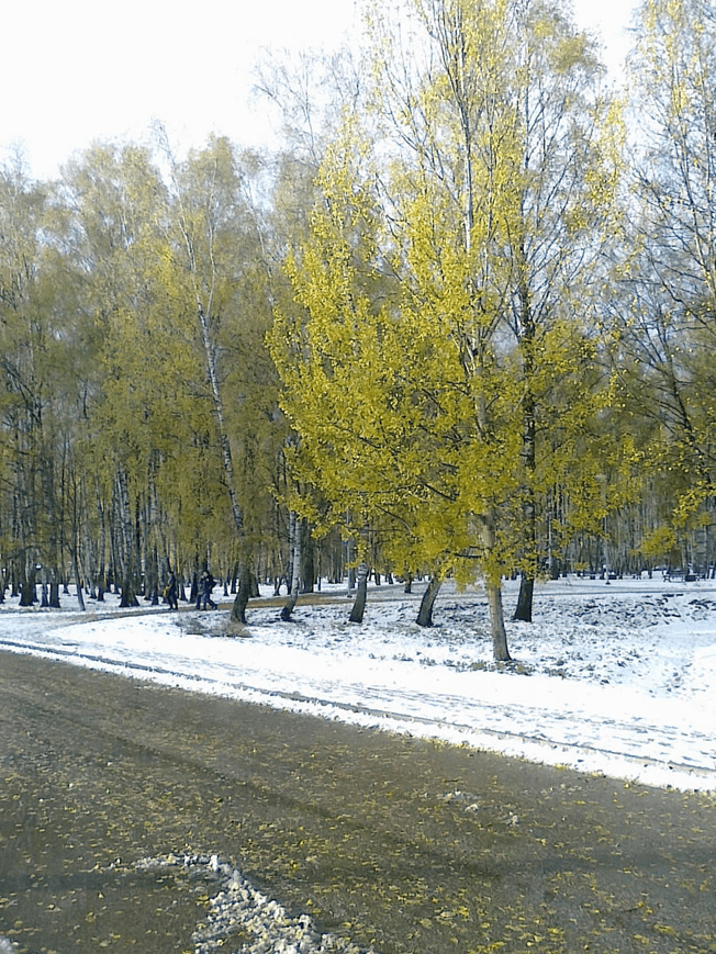 Photo of a birch grove, yellowing leaves both on trees and the ground, with the ground is covered by white snow.
