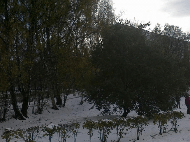 Photo of a small grove across the school, darkened by the setting sun behind buildings. Trees have plenty of green leaves, while the ground is covered in snow.