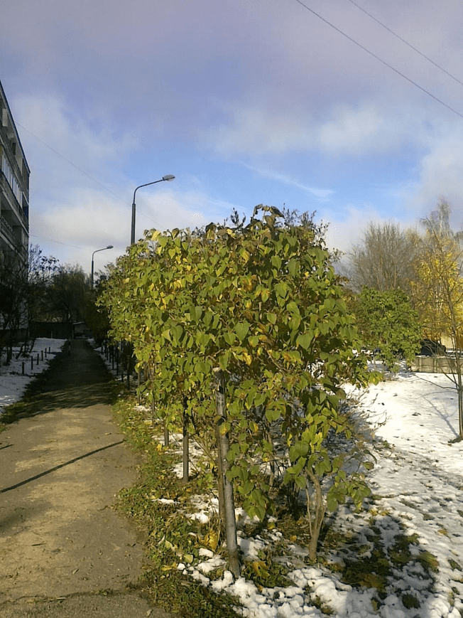 Photo of a bush by a paved path, behind a metal fense, with the grass covered by snow.