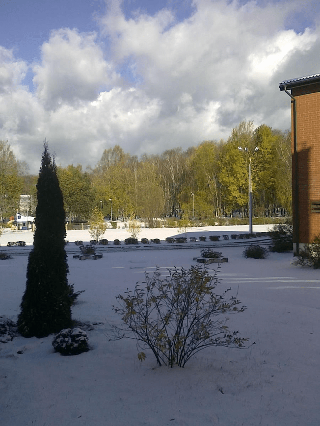 Photo taken from a school, with a birch grove in the distance, all full of very green leaves, while the ground is covered in snow.