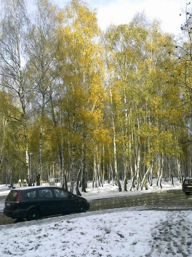 Photo of a birch grove, with green and yellowing leaves. The ground is covered in snow. Some cars on the side of the street.