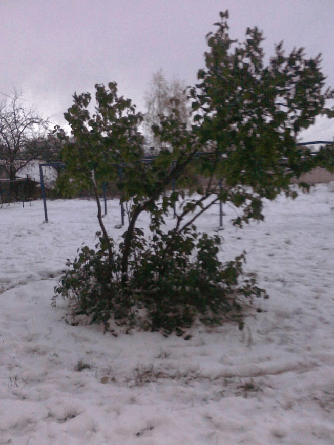 Photo of a small bush, still with green leaves, in a playgrounf area, with the ground covered in snow.