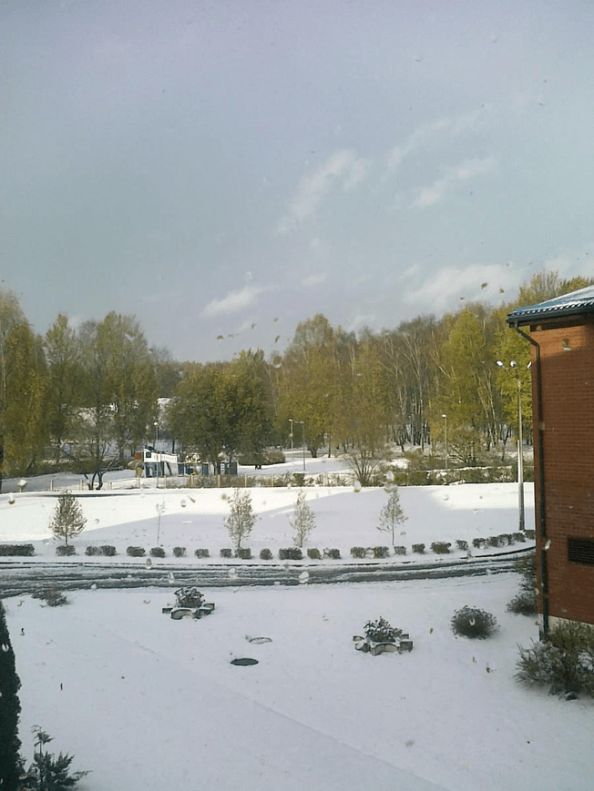 Photo taken from a second floor school building, snow covered ground and the birch grove further away still fully green.