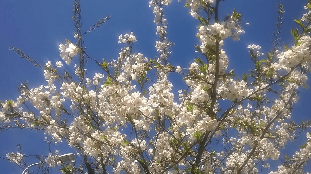 Photo focusing on the white flowers of a young Japanese cherry blossoms tree, blooming during spring. Background is a bright blue sky.