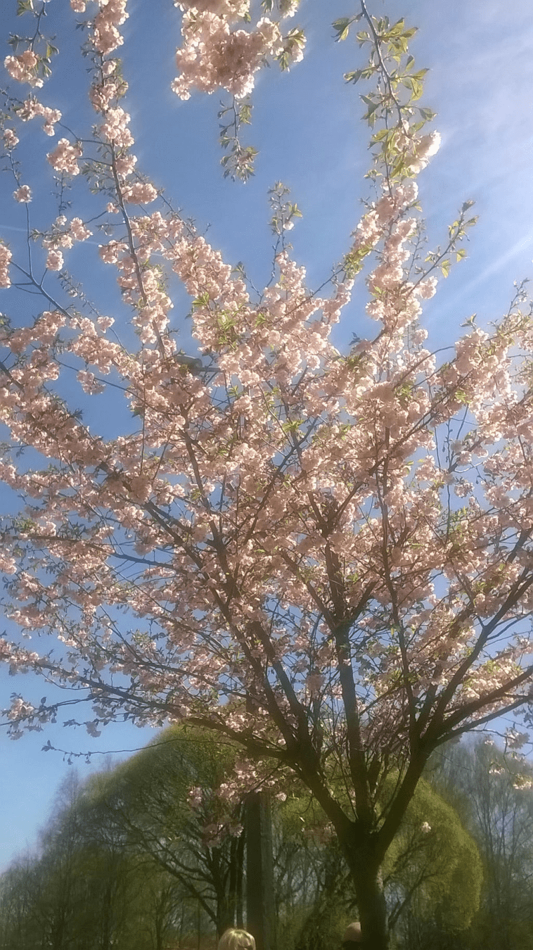 Photo of a young Japanese cherry blossom in a blooming park in spring, against the blue sky and the sun shining bright from the top right side.