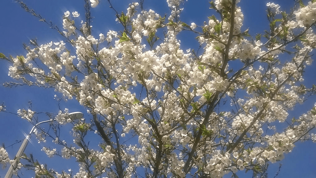 Photo focusing on the white flowers of a young Japanese cherry blossom tree, blooming during spring, with a lamp post in the background, against the bright blue sky.