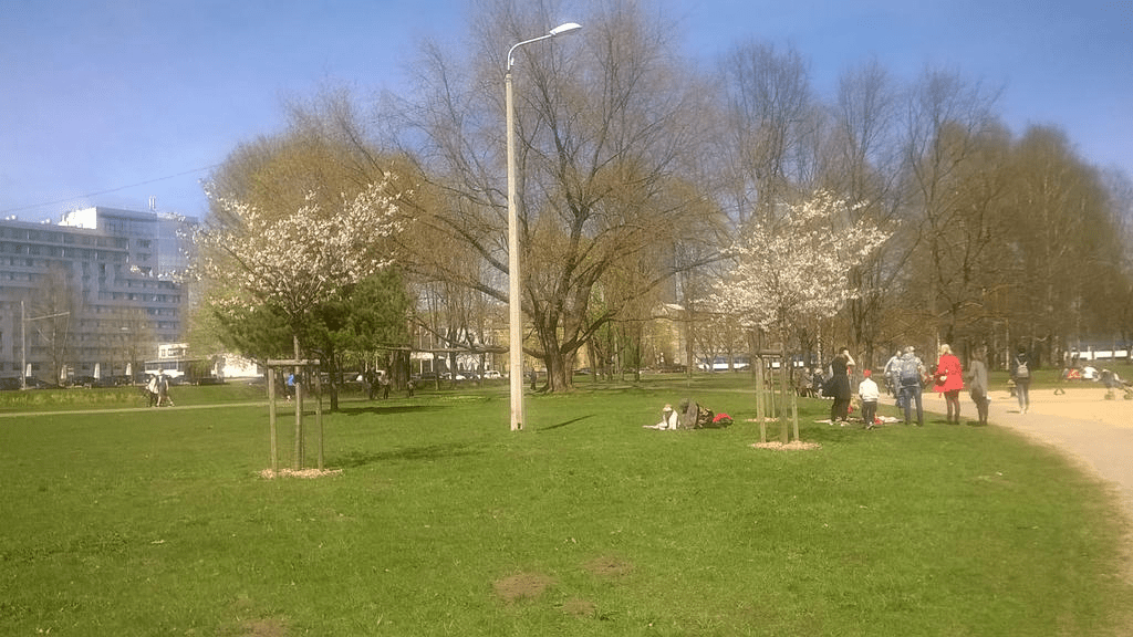 Photo of young sakuras with white flowers in a park during spring. People are near them, enjoying the sight.