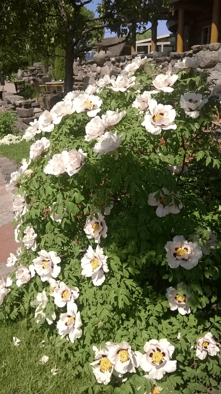 Photo of a rhododendron bush, with the establishment it belongs to visible on the left part of the image.