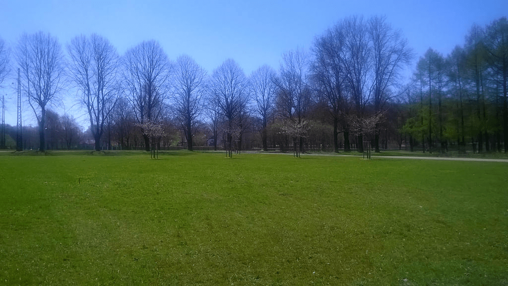 Photo of a bunch of young sakuras further away, in a park during spring.