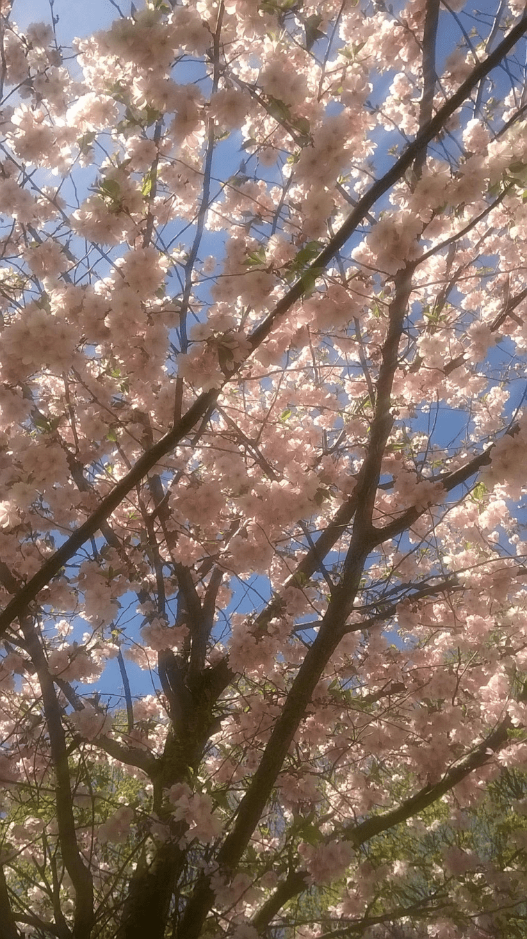 Photo of branches of a young Japanese cherry blossom tree, against the blue sky.