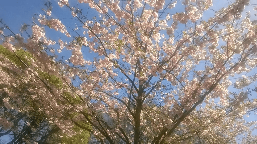 Photo of blossoming branches of a young Japanese cherry tree, background a blooming tree and bright blue sky.