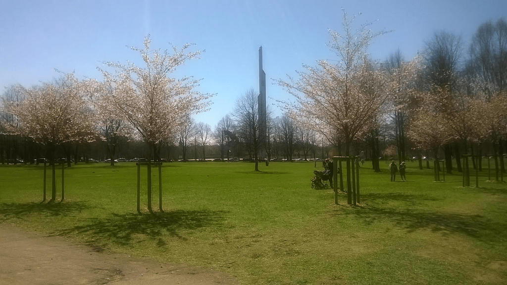 Photo of young Japanese cherry blossoms spaced around in a park in spring.