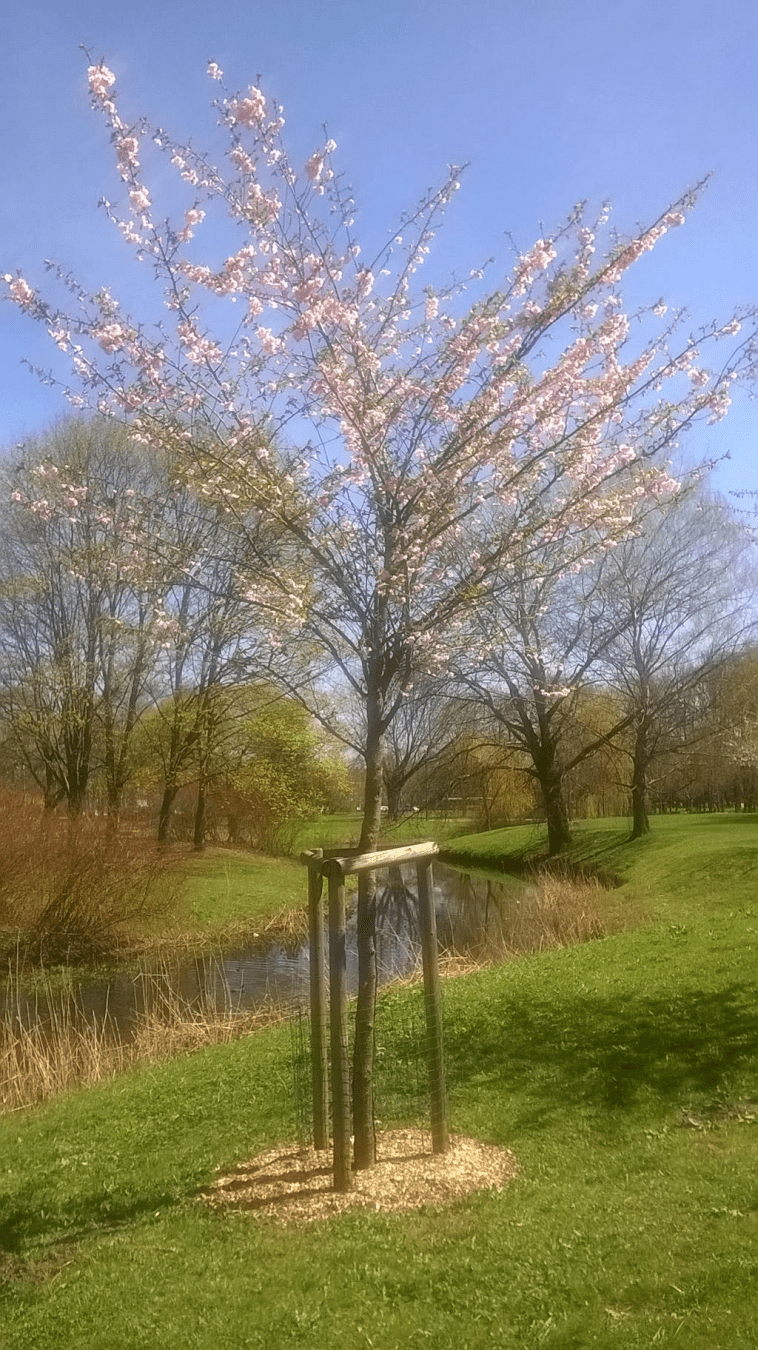 Photo of a young Japanese cherry blossom tree by a canal in  park.