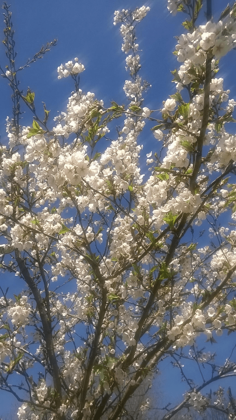 Photo, focusing on the white flowers of a young Japanese cherry blossom tree, blooming during spring.