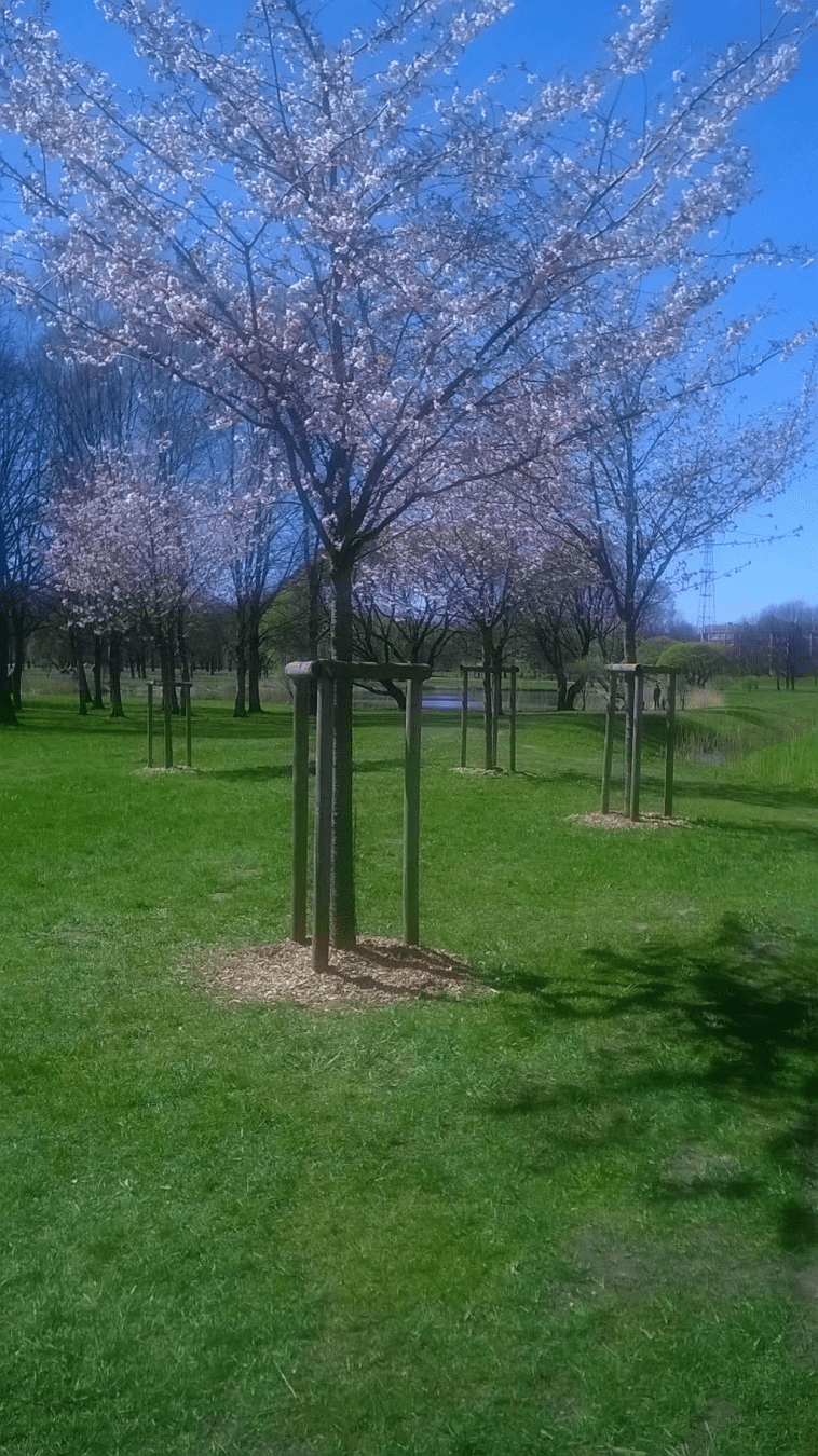 Slightly fuzzy photo of young sakuras with blooming flowers, in a park during spring.