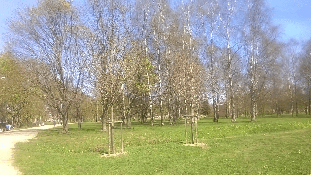 Photo of young sakuras without flowers or leaves by a canal in the park during spring.